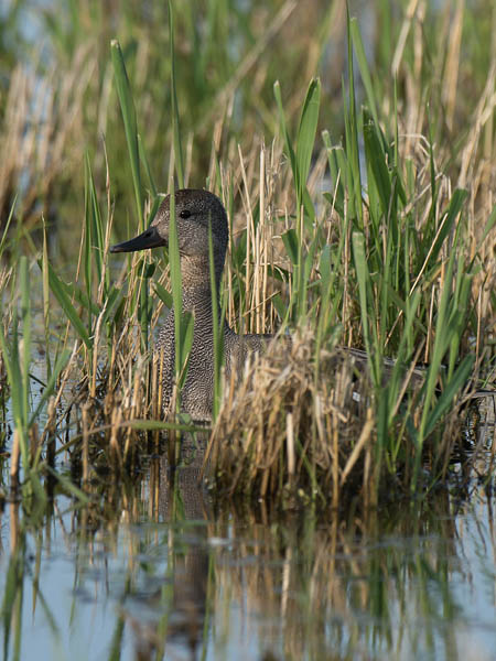 Harmaasorsa Gadwall Anas Strepera